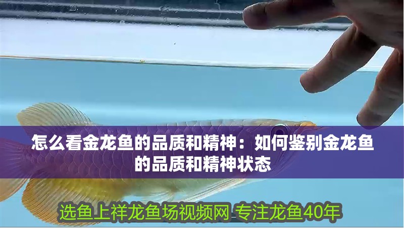 怎么看金龍魚的品質和精神：如何鑒別金龍魚的品質和精神狀態