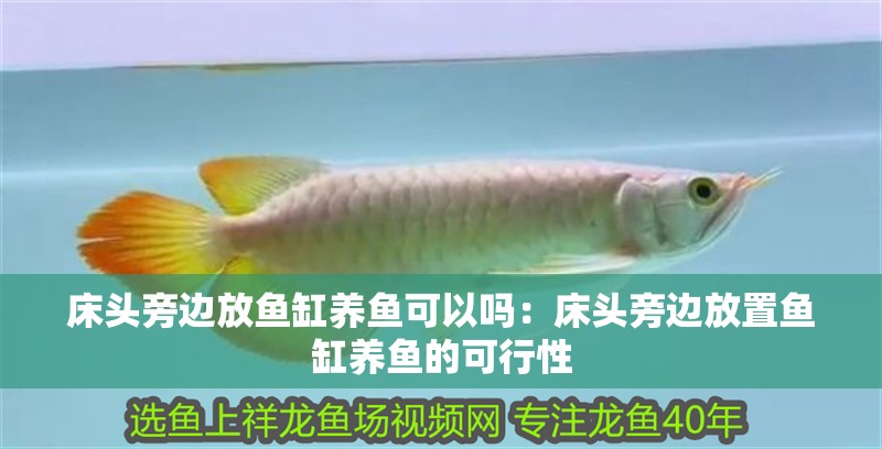 床頭旁邊放魚缸養魚可以嗎：床頭旁邊放置魚缸養魚的可行性 床頭旁邊放魚缸養魚可以嗎：床頭旁邊放置魚缸養魚的可行性 魚缸百科
