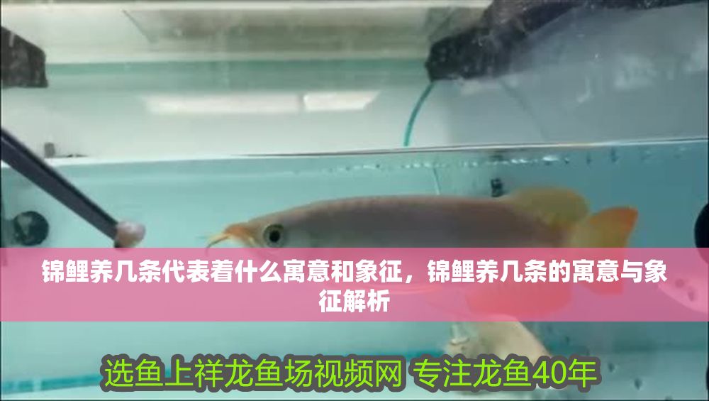 錦鯉養幾條代表著什么寓意和象征，錦鯉養幾條的寓意與象征解析