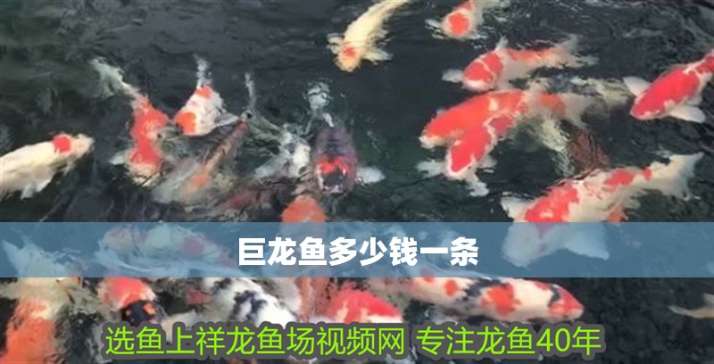巨龍魚多少錢一條