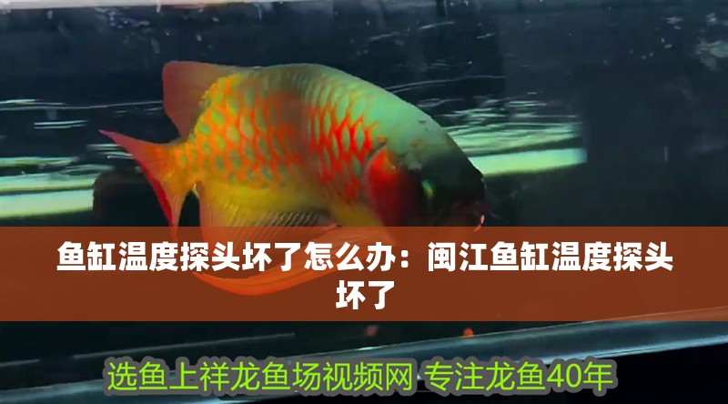 魚缸溫度探頭壞了怎么辦：閩江魚缸溫度探頭壞了