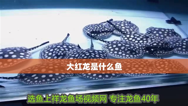 大紅龍是什么魚