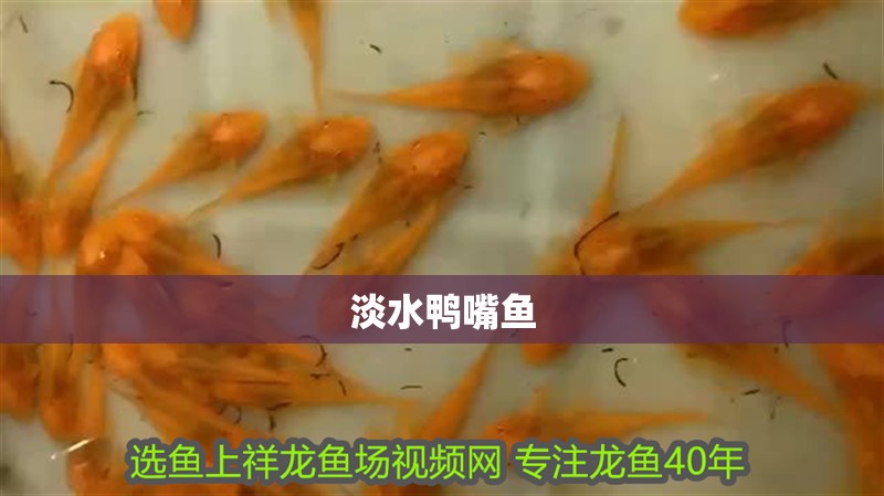 淡水鴨嘴魚