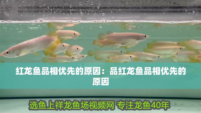 紅龍魚品相優先的原因：品紅龍魚品相優先的原因
