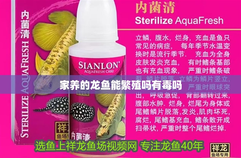 家養(yǎng)的龍魚(yú)能繁殖嗎有毒嗎