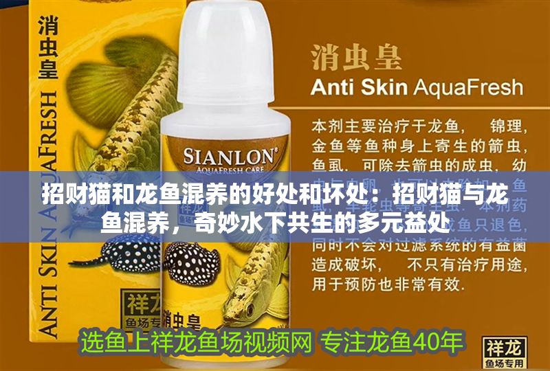 招財貓和龍魚混養的好處和壞處：招財貓與龍魚混養，奇妙水下共生的多元益處