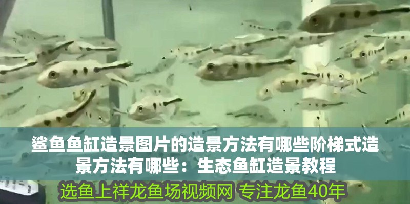 鯊魚魚缸造景圖片的造景方法有哪些階梯式造景方法有哪些：生態(tài)魚缸造景教程 鯊魚魚缸造景圖片的造景方法有哪些階梯式造景方法有哪些：生態(tài)魚缸造景教程 魚缸百科