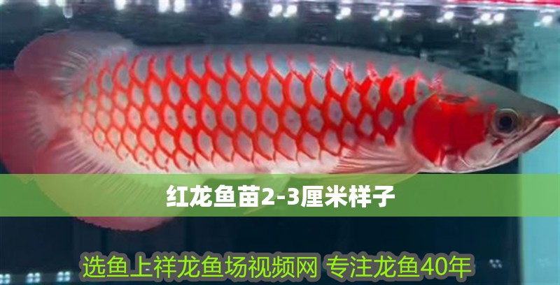 紅龍魚苗2-3厘米樣子