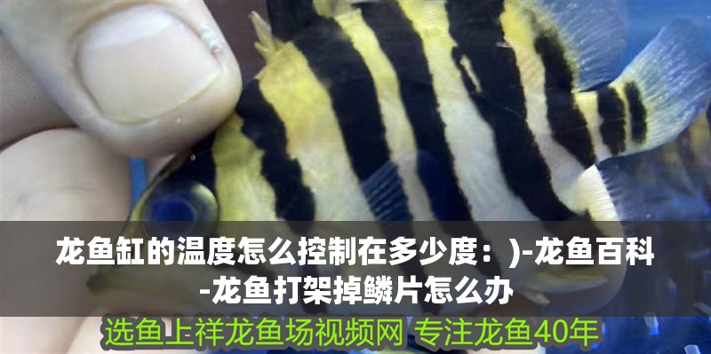 龍魚缸的溫度怎么控制在多少度：)-龍魚百科-龍魚打架掉鱗片怎么辦 龍魚缸的溫度怎么控制在多少度：)-龍魚百科-龍魚打架掉鱗片怎么辦 龍魚百科