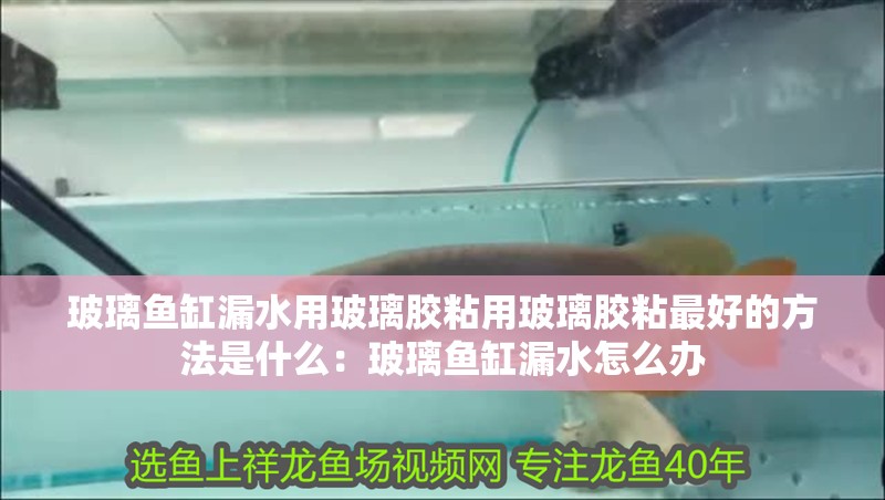 鸚鵡魚和銀龍魚混養怎樣喂食 玻璃魚缸漏水用玻璃膠粘用玻璃膠粘最好的方法是什么:玻璃魚缸漏水怎么辦 魚缸百科 玻璃魚缸漏水用玻璃膠粘用玻璃膠粘最好的方法是什么:玻璃魚缸漏水怎么辦 玻璃魚缸漏水用玻璃膠粘用玻璃膠粘最好的方法是什么:玻璃魚缸漏水怎么辦 魚缸百科