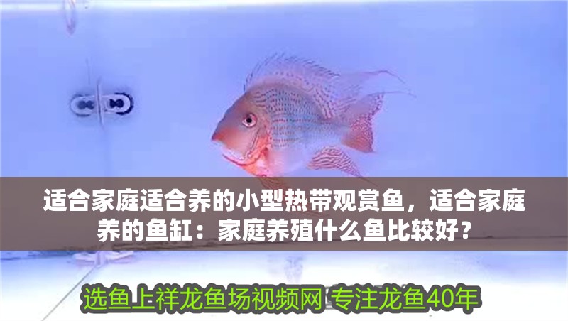 適合家庭適合養的小型熱帶觀賞魚，適合家庭養的魚缸：家庭養殖什么魚比較好？