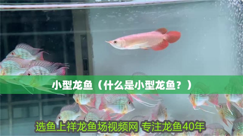 小型龍魚（什么是小型龍魚？） 小型龍魚（什么是小型龍魚？） 龍魚百科