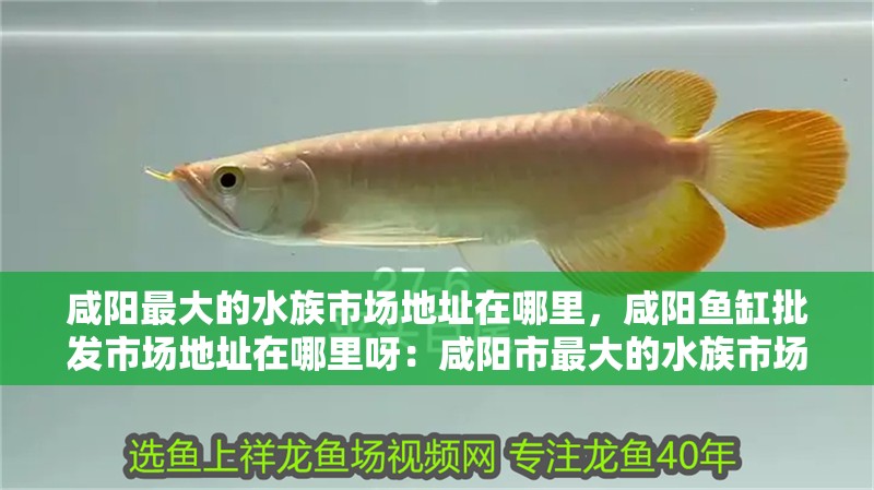 咸陽(yáng)最大的水族市場(chǎng)地址在哪里，咸陽(yáng)魚缸批發(fā)市場(chǎng)地址在哪里呀：咸陽(yáng)市最大的水族市場(chǎng)