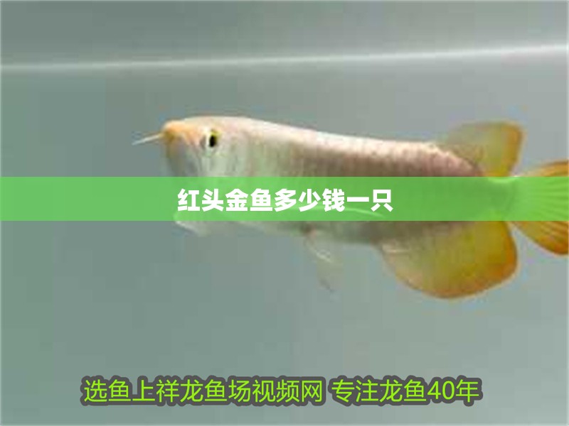 紅頭金魚(yú)多少錢(qián)一只