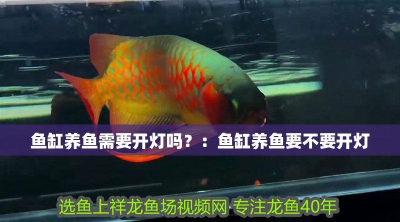 魚缸養魚需要開燈嗎？：魚缸養魚要不要開燈