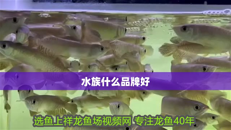 水族什么品牌好