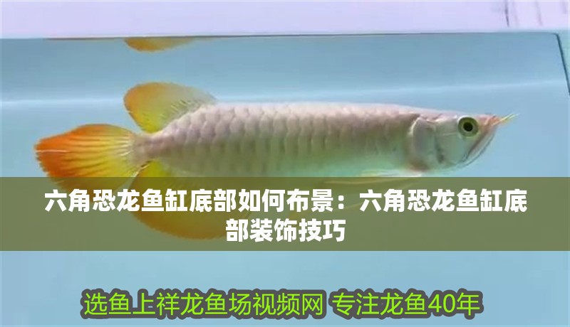 鸚鵡魚(yú)和銀龍魚(yú)混養(yǎng)怎樣喂食 六角恐龍魚(yú)缸底部如何布景:六角恐龍魚(yú)缸底部裝飾技巧 魚(yú)缸百科 六角恐龍魚(yú)缸底部如何布景:六角恐龍魚(yú)缸底部裝飾技巧 六角恐龍魚(yú)缸底部如何布景:六角恐龍魚(yú)缸底部裝飾技巧 魚(yú)缸百科