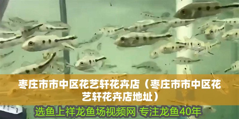 鸚鵡魚和銀龍魚混養怎樣喂食 棗莊市市中區花藝軒花卉店(棗莊市市中區花藝軒花卉店地址) 全國水族館企業名錄 棗莊市市中區花藝軒花卉店(棗莊市市中區花藝軒花卉店地址) 棗莊市市中區花藝軒花卉店(棗莊市市中區花藝軒花卉店地址) 全國水族館企業名錄