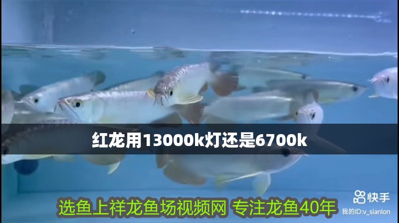 紅龍用13000k燈還是6700k