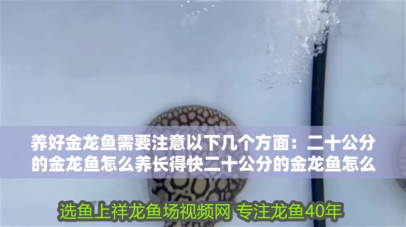 養(yǎng)好金龍魚(yú)需要注意以下幾個(gè)方面：二十公分的金龍魚(yú)怎么養(yǎng)長(zhǎng)得快二十公分的金龍魚(yú)怎么養(yǎng)長(zhǎng)得快