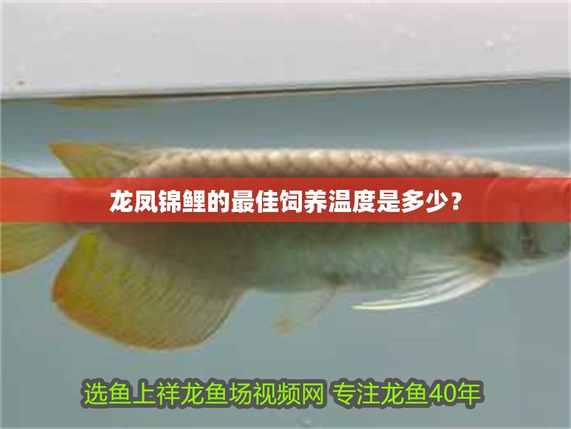 龍鳳錦鯉的最佳飼養溫度是多少？