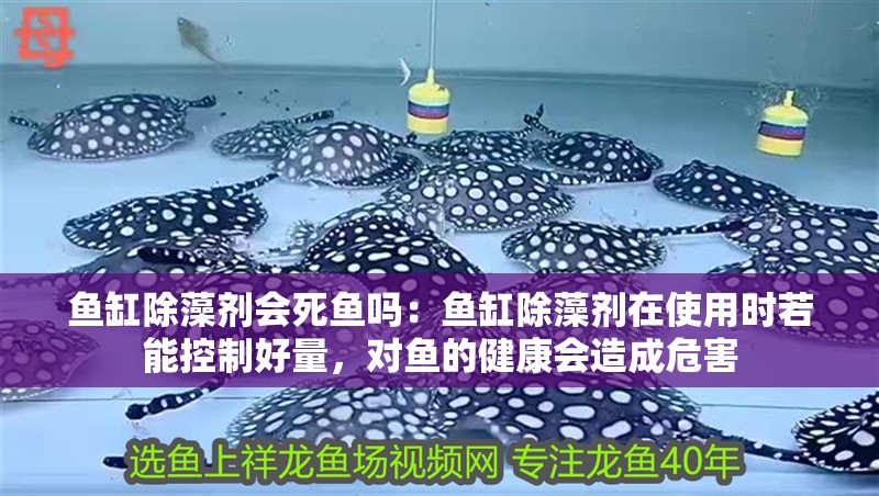 魚缸除藻劑會死魚嗎：魚缸除藻劑在使用時若能控制好量，對魚的健康會造成危害