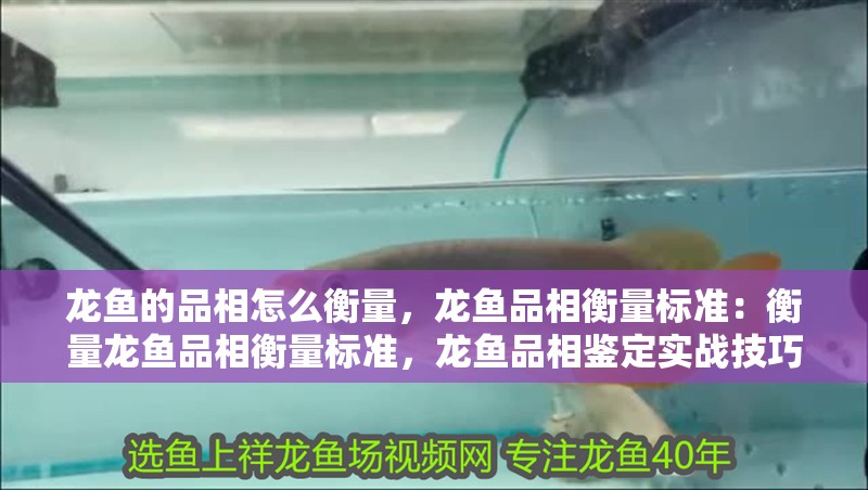 龍魚的品相怎么衡量，龍魚品相衡量標準：衡量龍魚品相衡量標準，龍魚品相鑒定實戰技巧