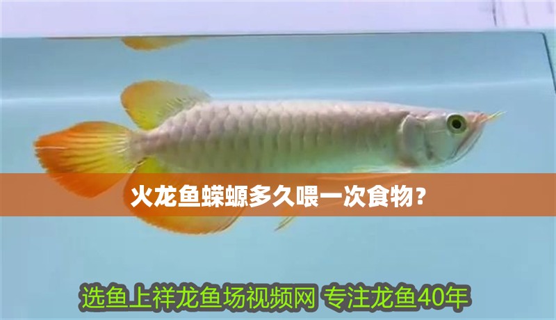 火龍魚(yú)蠑螈多久喂一次食物？ 火龍魚(yú)蠑螈多久喂一次食物？ 龍魚(yú)百科