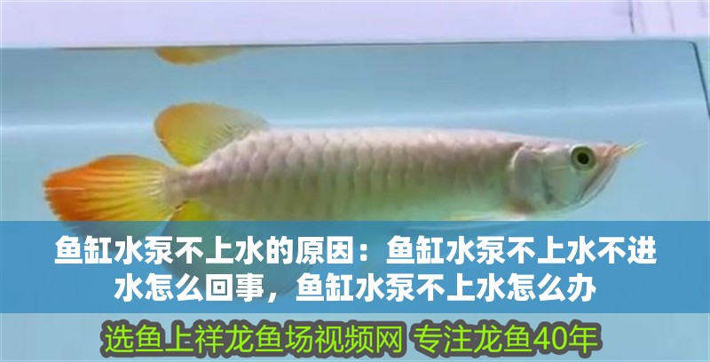 魚缸水泵不上水的原因：魚缸水泵不上水不進(jìn)水怎么回事，魚缸水泵不上水怎么辦