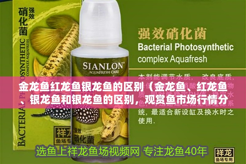 金龍魚紅龍魚銀龍魚的區別（金龍魚、紅龍魚、銀龍魚和銀龍魚的區別，觀賞魚市場行情分析）