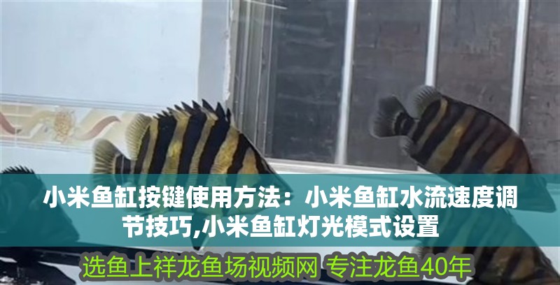 紅龍魚用黃燈烤有用嗎 小米魚缸按鍵使用方法:小米魚缸水流速度調節技巧,小米魚缸燈光模式設置 魚缸百科 小米魚缸按鍵使用方法:小米魚缸水流速度調節技巧,小米魚缸燈光模式設置 小米魚缸按鍵使用方法:小米魚缸水流速度調節技巧,小米魚缸燈光模式設置 魚缸百科