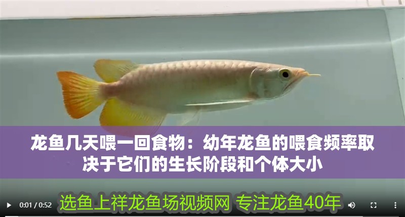 龍魚幾天喂一回食物：幼年龍魚的喂食頻率取決于它們的生長階段和個(gè)體大小