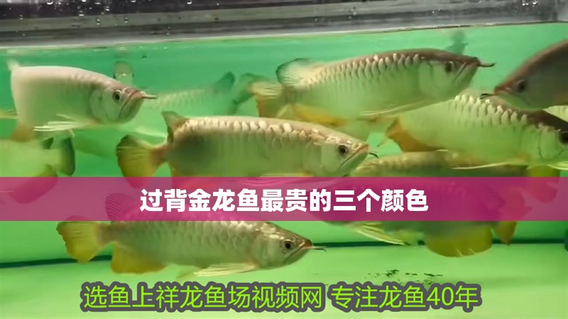 過(guò)背金龍魚(yú)最貴的三個(gè)顏色