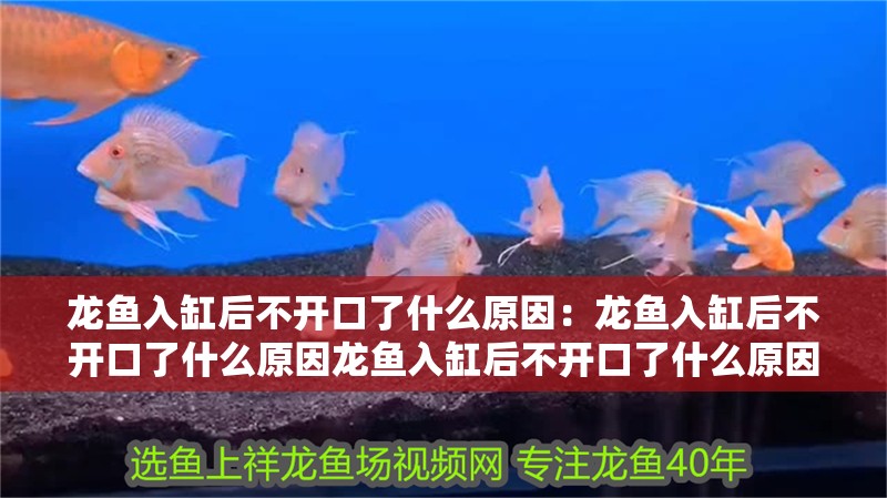 魚缸過濾器選購指南:自制魚缸過濾器魚缸上置過濾器對于養(yǎng)魚愛好者的必備知識 龍魚入缸后不開口了什么原因:龍魚入缸后不開口了什么原因龍魚入缸后不開口了什么原因 龍魚百科 龍魚入缸后不開口了什么原因:龍魚入缸后不開口了什么原因龍魚入缸后不開口了什么原因 龍魚入缸后不開口了什么原因:龍魚入缸后不開口了什么原因龍魚入缸后不開口了什么原因 龍魚百科
