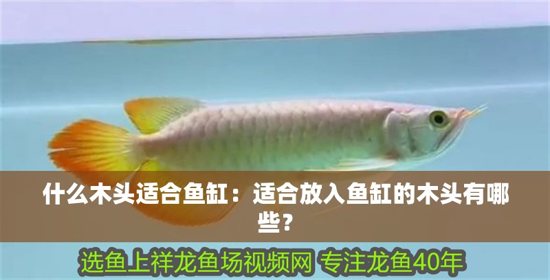 什么木頭適合魚缸：適合放入魚缸的木頭有哪些？ 什么木頭適合魚缸：適合放入魚缸的木頭有哪些？ 魚缸百科