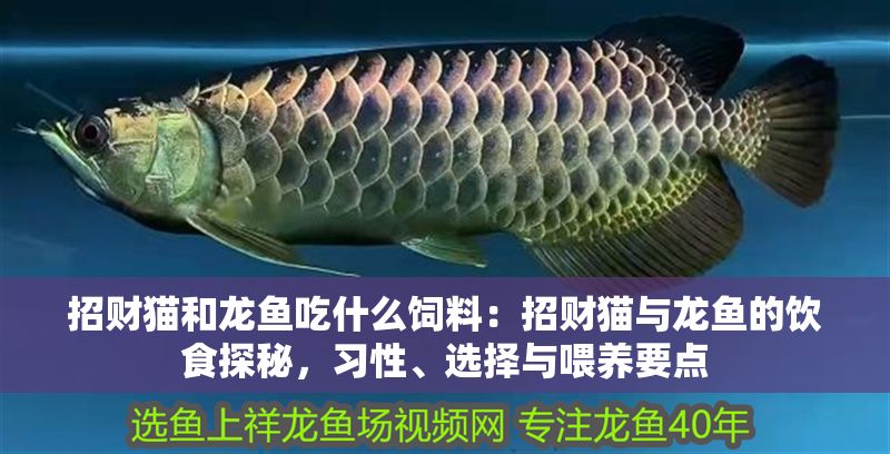 招財貓和龍魚吃什么飼料：招財貓與龍魚的飲食探秘，習性、選擇與喂養要點 招財貓和龍魚吃什么飼料：招財貓與龍魚的飲食探秘，習性、選擇與喂養要點 龍魚百科 第1張
