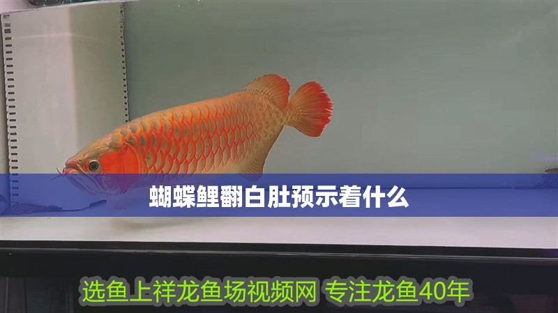 蝴蝶鯉翻白肚預(yù)示著什么