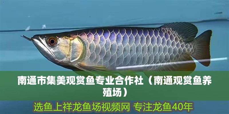南通市集美觀賞魚專業合作社（南通觀賞魚養殖場）