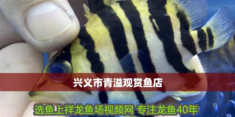 興義市青溢觀賞魚店