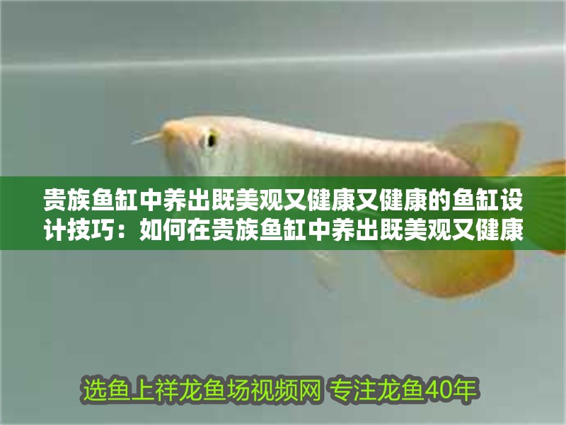 貴族魚(yú)缸中養(yǎng)出既美觀又健康又健康的魚(yú)缸設(shè)計(jì)技巧：如何在貴族魚(yú)缸中養(yǎng)出既美觀又健康的魚(yú)