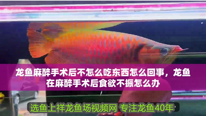 龍魚麻醉手術后不怎么吃東西怎么回事，龍魚在麻醉手術后食欲不振怎么辦