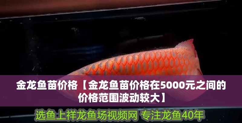金龍魚苗價格【金龍魚苗價格在5000元之間的價格范圍波動較大】