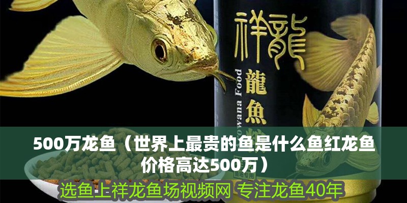 500萬龍魚（世界上最貴的魚是什么魚紅龍魚價格高達(dá)500萬）