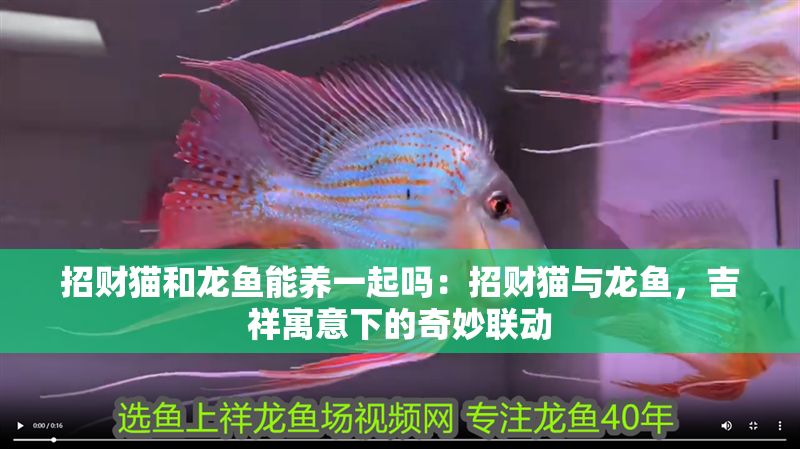 招財(cái)貓和龍魚能養(yǎng)一起嗎：招財(cái)貓與龍魚，吉祥寓意下的奇妙聯(lián)動(dòng)
