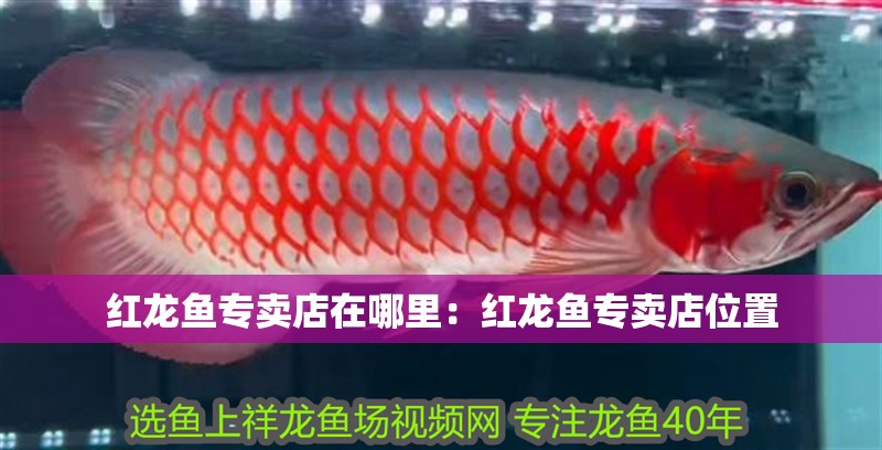 紅龍魚專賣店在哪里：紅龍魚專賣店位置 紅龍魚專賣店在哪里：紅龍魚專賣店位置 龍魚百科