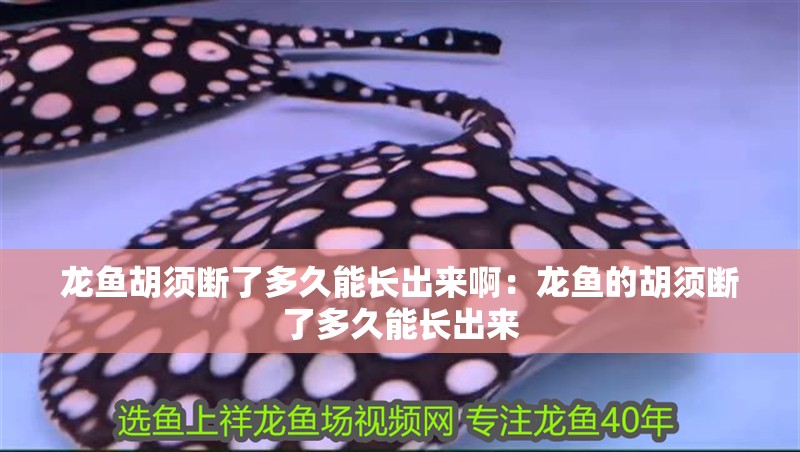龍魚胡須斷了多久能長出來啊：龍魚的胡須斷了多久能長出來