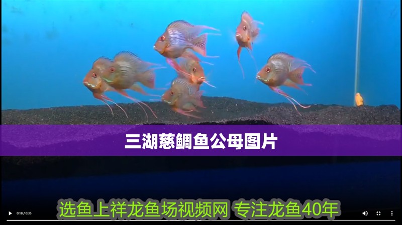 三湖慈鯛魚公母圖片