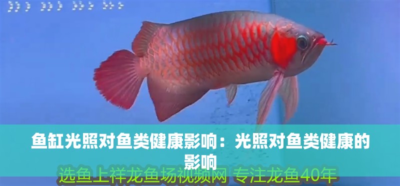 魚缸光照對魚類健康影響：光照對魚類健康的影響 魚缸光照對魚類健康影響：光照對魚類健康的影響 魚缸百科