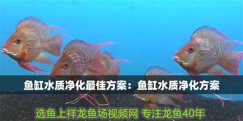 魚(yú)缸水質(zhì)凈化最佳方案：魚(yú)缸水質(zhì)凈化方案