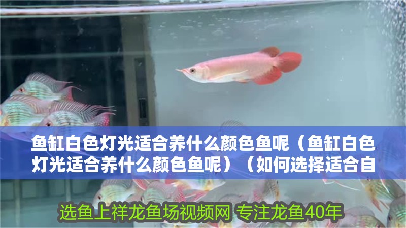 魚缸白色燈光適合養什么顏色魚呢（魚缸白色燈光適合養什么顏色魚呢）（如何選擇適合自己的魚缸燈光）